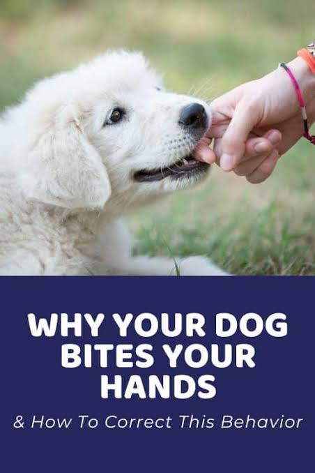 Why Your Dog Bites Your Hands & How To Correct This Behavior