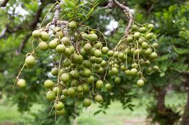 Image result for Lannea humilis