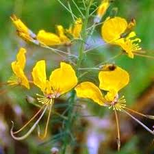 Image result for Cleome angustifolia