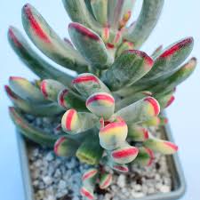 Maybe you would like to learn more about one of these? Cotyledon Orbiculata Var Flanaganii F Variegata Surreal Succulents