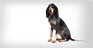 Image result for velký vendéeský hrubosrstý honič