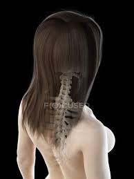 We did not find results for: Female Neck And Spine Anatomy Computer Illustration Backache Medical Stock Photo 312140828