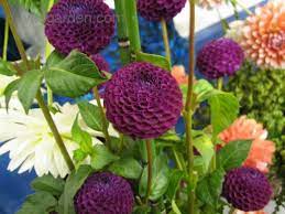 Plantfiles Pictures Pompon Dahlia Dot Com Dahlia 2 By Flowerfrenzy Dahlia Growing Food Cottage Garden