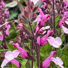 Image result for Acanthopale confertiflora