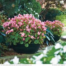 Iron cross begonia plant or begonia masoniana is a type of begonia ornamental plant that has asymmetrical leaves, coarse texture, wide dimensions, light green color. Wax Begonia Wax Begonia Wax Begonias Wax Begonias In Pots