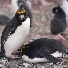Pin On Happy Feet