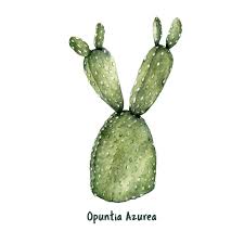 ♥ photography print ♥ ∙ fine art photo print ∙ printed on professional archival photo paper with archival inks. Free Vector Hand Drawn Opuntia Azurea Purple Prickly Pear