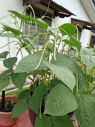 Budidaya kacang panjang merupakan tanaman hortikultura yang muda dibudidayakan, proses pemeliharaan selain pemupukan. Biji Benih Kacang Panjang Pertanian Satu Perniagaan Facebook
