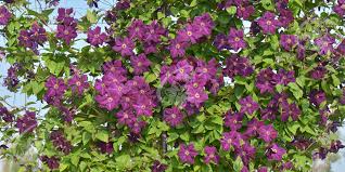 Maybe you would like to learn more about one of these? Waldreben Clematis Zrodlo Dobrych Pnaczy