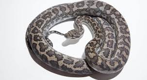 Teppichpython has the lowest google pagerank and bad results in terms of yandex topical citation index. Teppichpython Unterarten Morelia Spilota Komplex