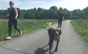 Vous pouvez ajouter votre site dans cette rubrique. A La Spa Le Canicross Remet Les Chiens Perdus Dans La Course A L Adoption Charente Libre Fr