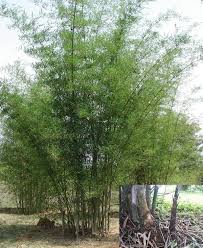 Image result for Dendrocalamus