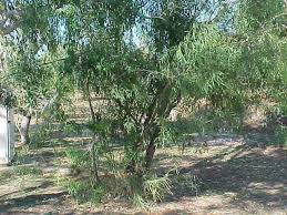 Image result for Ventilago