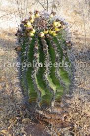 Barrel cactus seeds need a germination mix that drains quickly to avoid rotting the seed and the seedling. Ferocactus Herrerae Twisted Barrel Cactus Buy Seeds At Rarepalmseeds Com