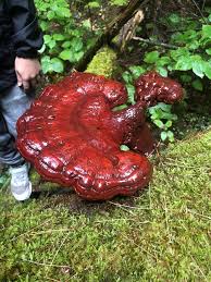 Image result for Ganoderma tsugae