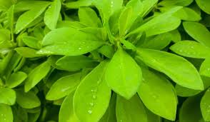 Image result for Euphorbia grantii