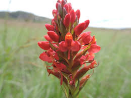 Image result for Disa welwitschii