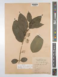 Image result for Vepris renieri