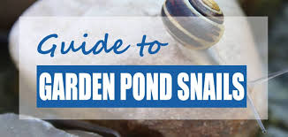 In temperate climates the garden snail (helix aspersa, or more correctly cornu aspersum) is certainly a pest, as it is a herbivore. Are Snails Good Or Bad For Garden Ponds Pond Snail Facts Pond Informer