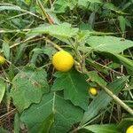 Image result for Solanum capsicoides