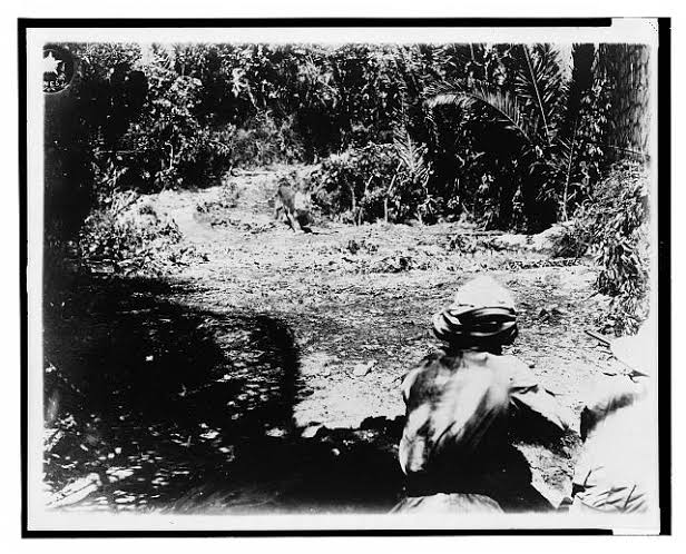 Shooting Tigers in Early 20th-Century India – Imperial & Global Forum