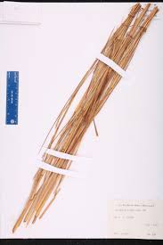 Image result for Elionurus tripsacoides