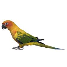 We do not sell products or animals on this website. Sun Conures For Sale Aratinga Solstitialis Petco