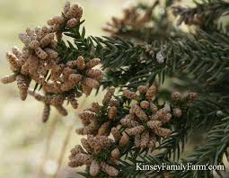Image result for Cryptomeria