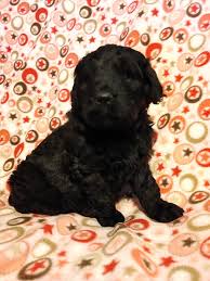 Hi my name is kay! Goldendoodle Puppies Home Facebook