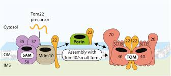 Is that porin is while pyrin is (protein) a protein that regulates the body's inflammatory response to trauma. Porins As Helpers In Mitochondrial Protein Translocation