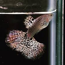 Halfmoon Tail Guppy Fish Credit To Guppy Indonesia On Instagram As The Owner Of This Photo Guppy Fish Betta Fish Types Guppy