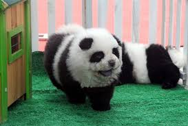 Animals are not listed for sale on amazon. Unbearably Cute Panda Puppies Take Over China For Real Dailycow
