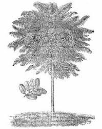 Image result for Schizolobium parahyba