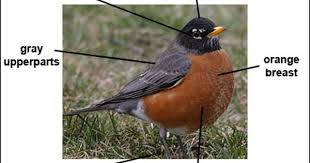 Black Bird With Yellow Breast Texas Recoloring For My Birds American Robin Robin American