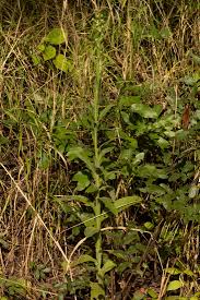 Image result for Laggera