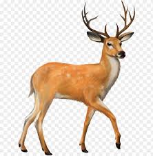 Fawn Drawing Mule Deer Henscoqi Ar15 Rifle Scope 4 12x50eg Dual Illuminated Png Image With Transparent Background Toppng The black and white deer drawing images can be used for. fawn drawing mule deer henscoqi ar15