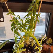 Image result for Crassula vaginata