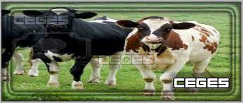 ينبغي أن يجعل الفم بمنزلة المنزل والأسنان بمنزلة السكان فما كان فيها من ناحية اليمنى فهو يدل على الذكور وما كان من اليسرى فهو يدل على الإناث في جميع الناس إلا قليلاً منهم.١. ØªÙØ³ÙŠØ± Ø­Ù„Ù… Ø§Ù„Ø¨Ù‚Ø± Ø§Ù„ÙƒØ«ÙŠØ± Farizmedia Com