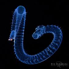 Image result for Acritochaete volkensii