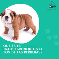 Clínica Veterinaria Sr. Bigotes