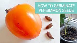 How To Germinate Persimmon Seeds Youtube Persimmon is the common name for several tropical and subtropical trees and shrubs in the genus diospyros of the ebony wood family (ebenaceae), characterized by alternate leaves, hard wood, and fleshy, globular fruits. how to germinate persimmon seeds