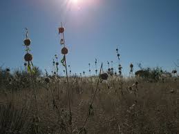 Image result for Acrotome inflata