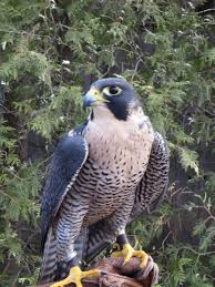 April Bird Of The Month Slate The Peregrine Falcon Was Our Raptor Of The Month For April With Images Peregrine Falcon Animals Peregrine