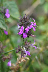 Image result for Dicliptera maculata