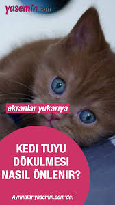 Kedi Tuyunun Dokulmesi Nasil Onlenir Kedi Yoga Stres