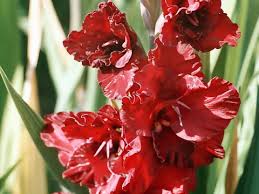 Gladiolus Legend Of Origin For Children Gladiolus Stories And Legends How To Keep The Bulbs Of Gladiolus To Spring