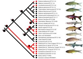 Image result for Heteromorpha sp. agg.