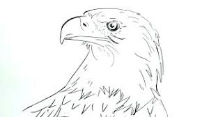 Koleksi penuh gambar lukisan burung helang. Cara Menggambar Burung Elang Dengan Mudah Youtube