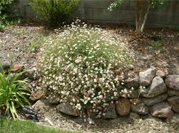 Image result for Erigeron karvinskianus
