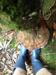 Image result for Ganoderma applanatum
